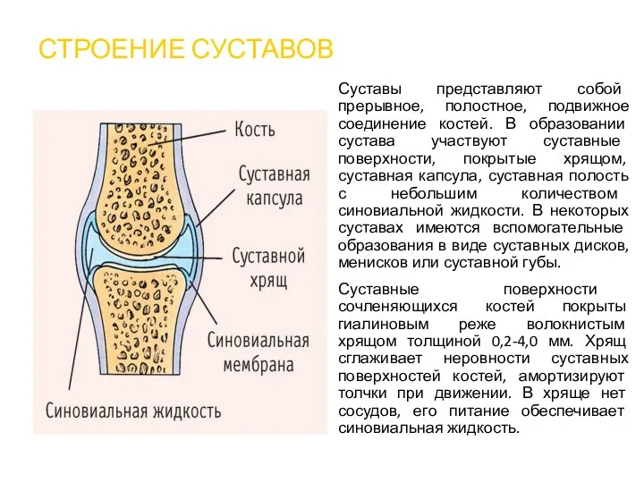 СТРОЕНИЕ СУСТАВОВ Суставы представляют собой прерывное, полостное, подвижное соединение костей. В образовании сустава