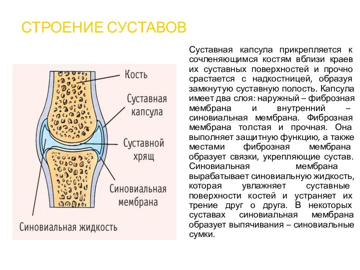 СТРОЕНИЕ СУСТАВОВ Суставная капсула прикрепляется к сочленяющимся костям вблизи краев их суставных поверхностей