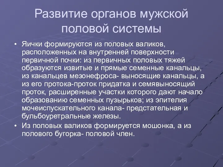 Развитие органов мужской половой системы Яички формируются из половых валиков, расположенных на внутренней