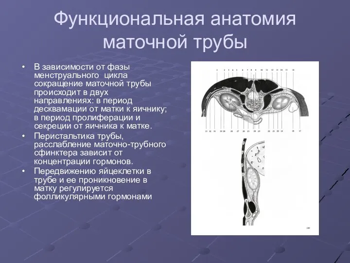 Функциональная анатомия маточной трубы В зависимости от фазы менструального цикла сокращение маточной трубы