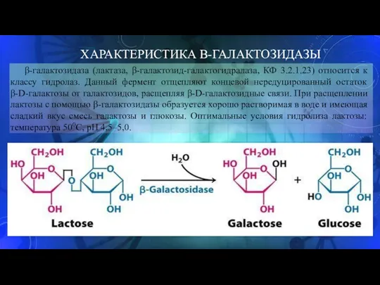 ХАРАКТЕРИСТИКА Β-ГАЛАКТОЗИДАЗЫ β-галактозидаза (лактаза, β-галактозид-галактогидралаза, КФ 3.2.1.23) относится к классу гидролаз. Данный фермент
