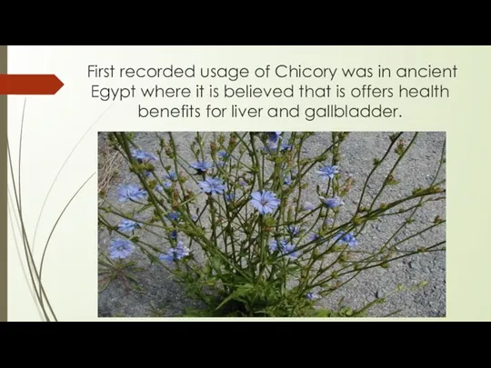 First recorded usage of Chicory was in ancient Egypt where