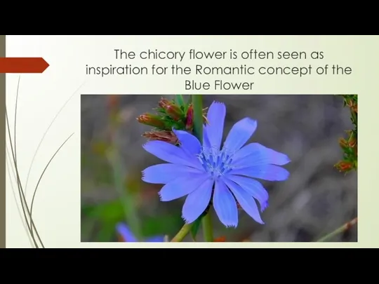 The chicory flower is often seen as inspiration for the Romantic concept of the Blue Flower