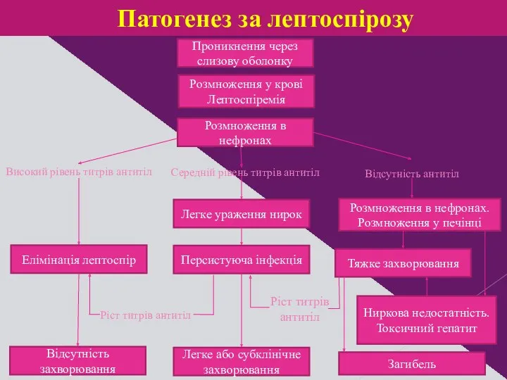 Патогенез за лептоспірозу Проникнення через слизову оболонку Розмноження в нефронах