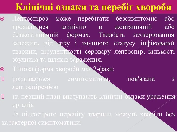 Лептоспіроз може перебігати безсимптомно або проявлятися клінічно в жовтяничній або