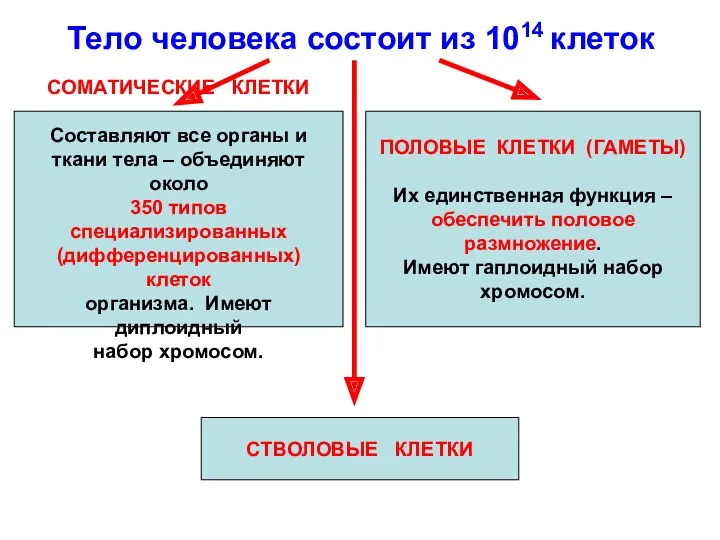 Тело человека состоит из 1014 клеток СОМАТИЧЕСКИЕ КЛЕТКИ Составляют все