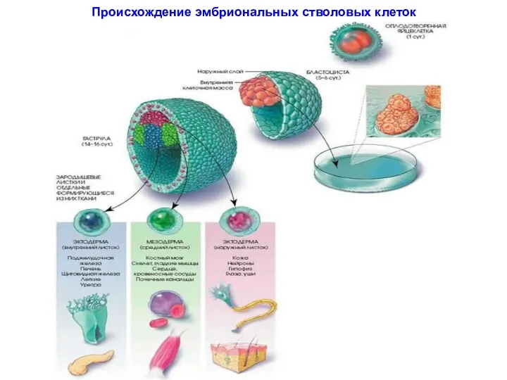 Происхождение эмбриональных стволовых клеток