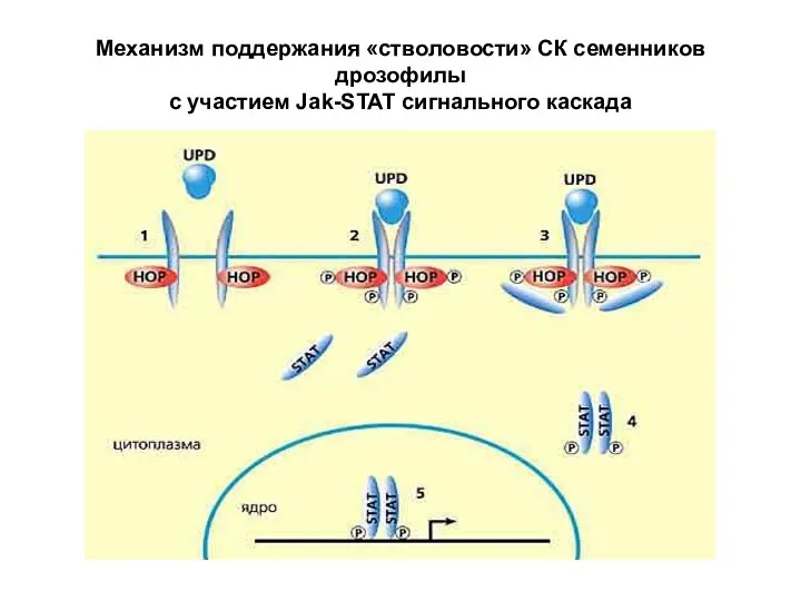 Механизм поддержания «стволовости» СК семенников дрозофилы с участием Jak-STAT сигнального каскада