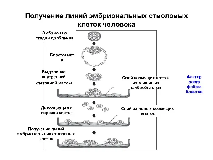 Получение линий эмбриональных стволовых клеток человека Эмбрион на стадии дробления