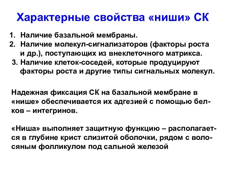 Характерные свойства «ниши» СК Наличие базальной мембраны. Наличие молекул-сигнализаторов (факторы