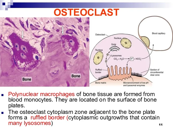 OSTEOCLAST Polynuclear macrophages of bone tissue are formed from blood