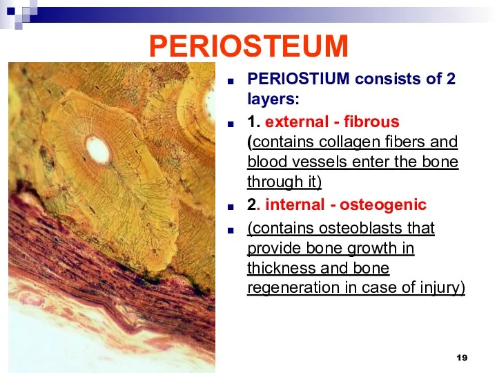 PERIOSTEUM PERIOSTIUM consists of 2 layers: 1. external - fibrous