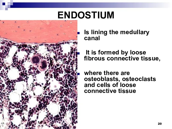 ENDOSTIUM Is lining the medullary canal It is formed by