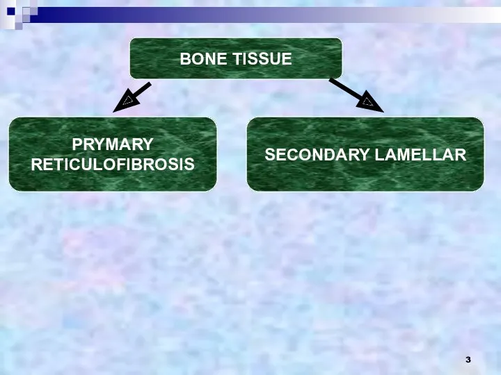 BONE TISSUE PRYMARY RETICULOFIBROSIS SECONDARY LAMELLAR