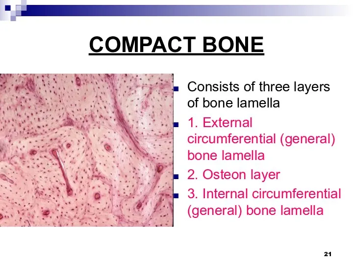 COMPACT BONE Consists of three layers of bone lamella 1.