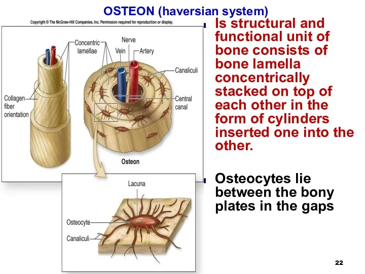 OSTEON (haversian system) Is structural and functional unit of bone