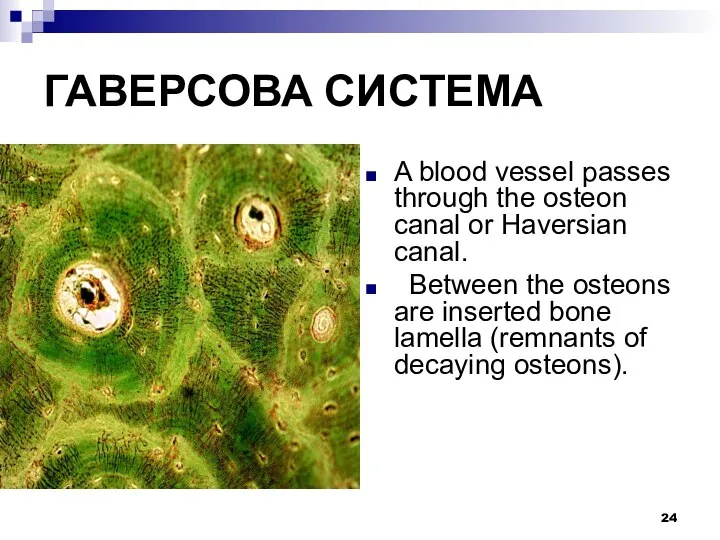ГАВЕРСОВА СИСТЕМА A blood vessel passes through the osteon canal