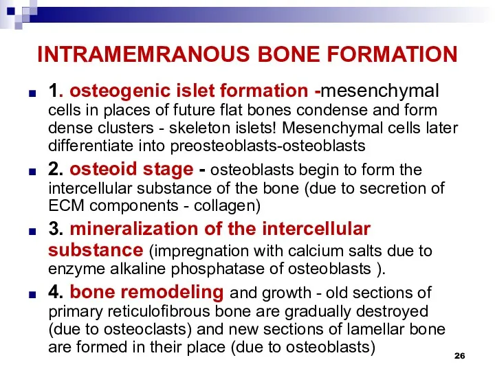 INTRAMEMRANOUS BONE FORMATION 1. osteogenic islet formation -mesenchymal cells in