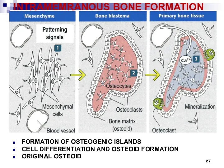 INTRAMEMRANOUS BONE FORMATION FORMATION OF OSTEOGENIC ISLANDS CELL DIFFERENTIATION AND OSTEOID FORMATION ORIGINAL OSTEOID