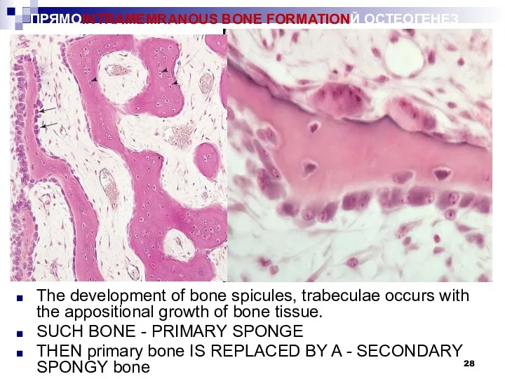 ПРЯМОINTRAMEMRANOUS BONE FORMATIONЙ ОСТЕОГЕНЕЗ The development of bone spicules, trabeculae