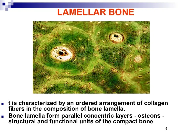 LAMELLAR BONE t is characterized by an ordered arrangement of