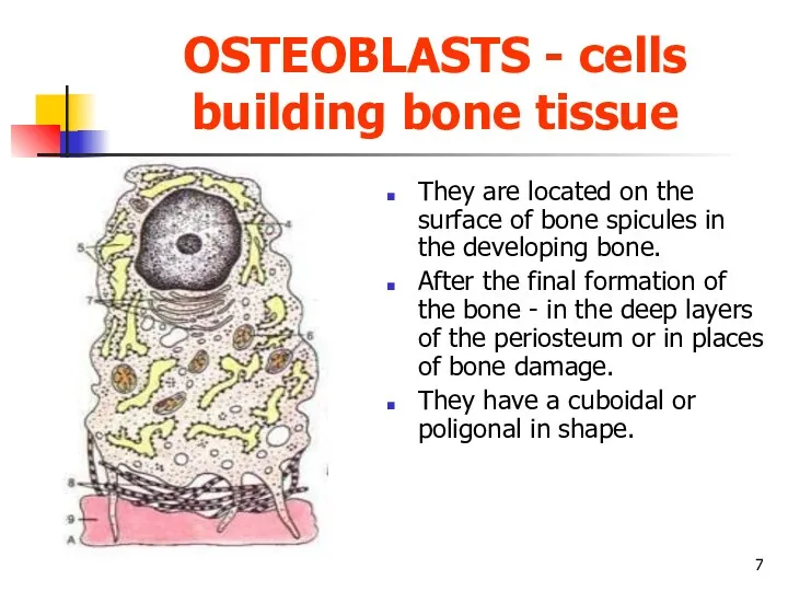 OSTEOBLASTS - cells building bone tissue They are located on