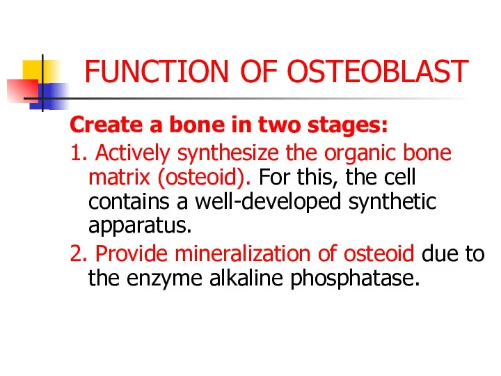 FUNCTION OF OSTEOBLAST Create a bone in two stages: 1.