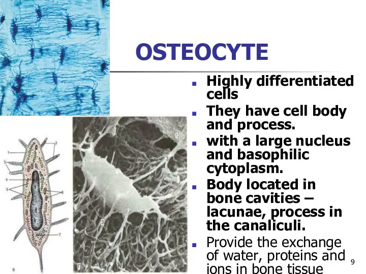 OSTEOCYTE Highly differentiated cells They have cell body and process.