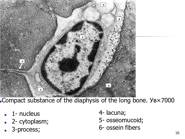 1- nucleus 2- cytoplasm; 3-process; 4- lacuna; 5- osseomucoid; 6-