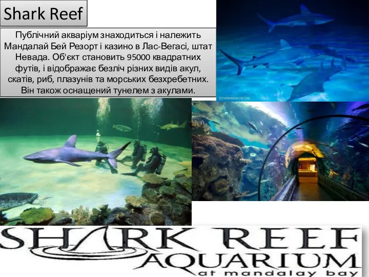 Публічний акваріум знаходиться і належить Мандалай Бей Резорт і казино