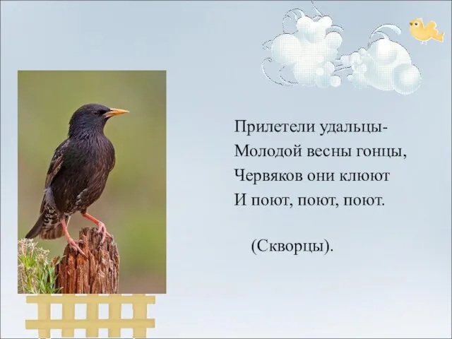 Прилетели удальцы- Молодой весны гонцы, Червяков они клюют И поют, поют, поют. (Скворцы).