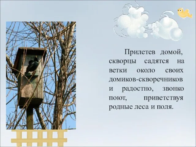 Прилетев домой, скворцы садятся на ветки около своих домиков-скворечников и