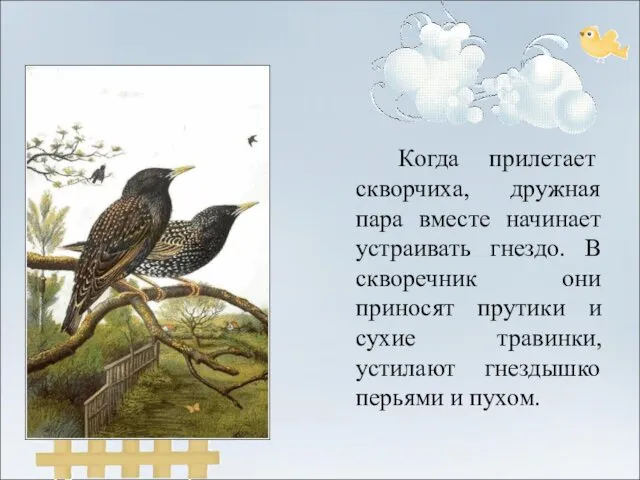 Когда прилетает скворчиха, дружная пара вместе начинает устраивать гнездо. В