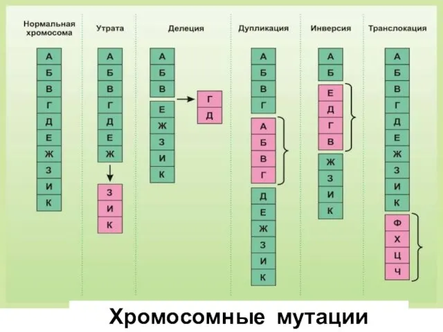 Хромосомные мутации