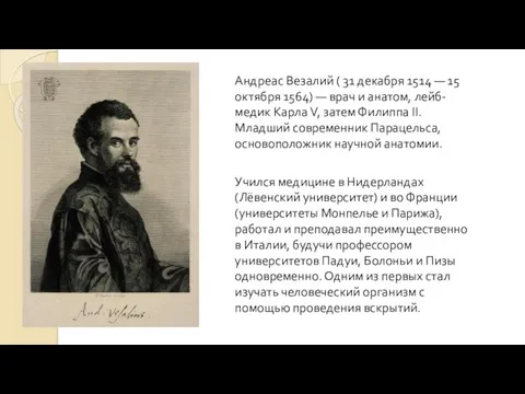 Андреас Везалий ( 31 декабря 1514 — 15 октября 1564)