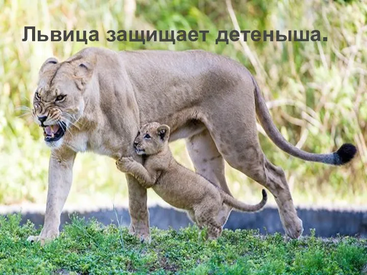 Львица защищает детеныша.