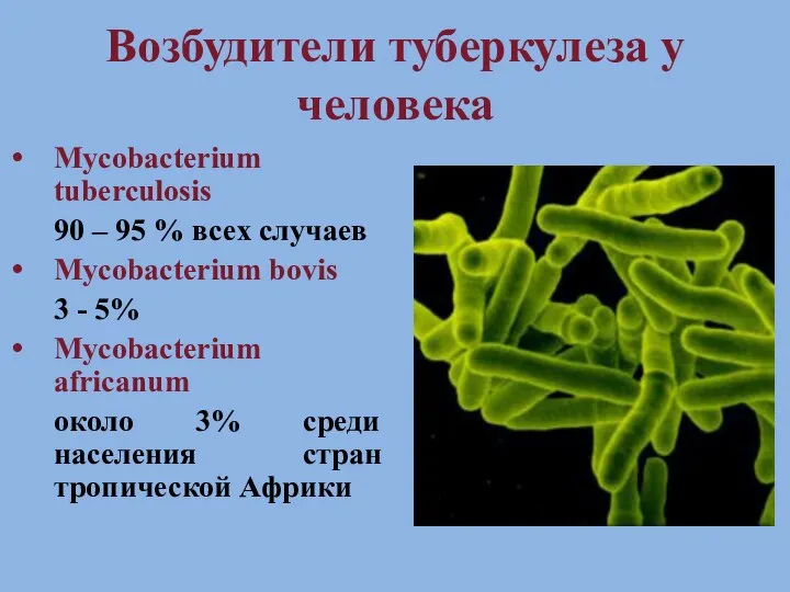 Возбудители туберкулеза у человека Mycobacterium tuberculosis 90 – 95 %