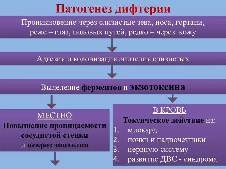 Патогенез дифтерии Проникновение через слизистые зева, носа, гортани, реже –