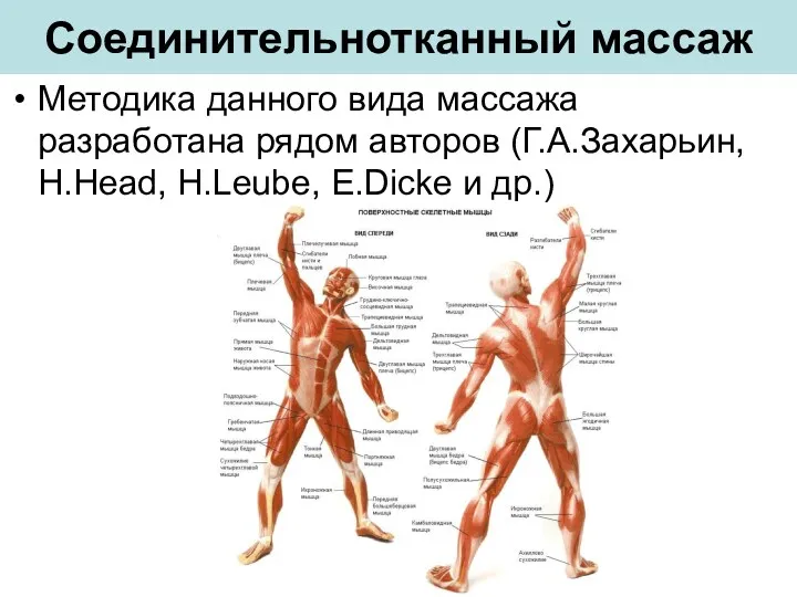 Соединительнотканный массаж Методика данного вида массажа разработана рядом авторов (Г.А.Захарьин, H.Head, H.Leube, E.Dicke и др.)
