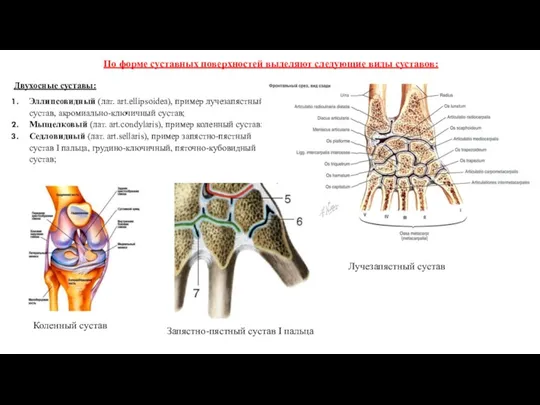 Двухосные суставы: Эллипсовидный (лат. art.ellipsoidea), пример лучезапястный сустав, акромиально-ключичный сустав; Мыщелковый (лат. art.condylaris),
