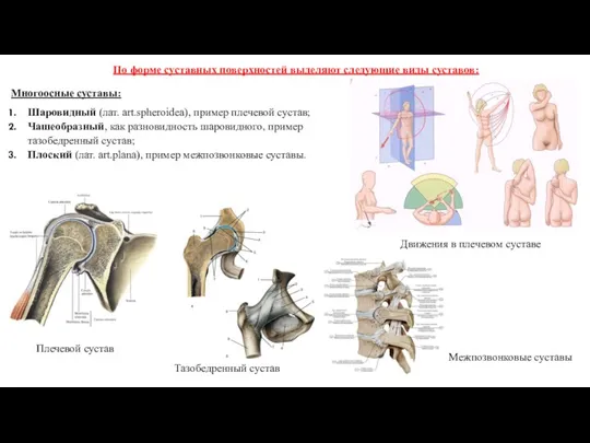 Многоосные суставы: Шаровидный (лат. art.spheroidea), пример плечевой сустав; Чашеобразный, как разновидность шаровидного, пример