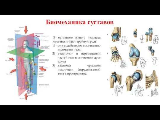 Биомеханика суставов В организме живого человека суставы играют тройную роль: они содействуют сохранению
