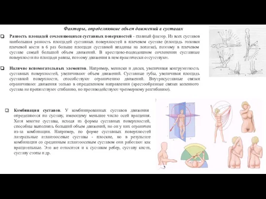 Разность площадей сочленяющихся суставных поверхностей - главный фактор. Из всех