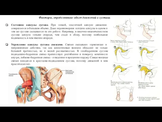 Факторы, определяющие объем движений в суставах Состояние капсулы сустава. При тонкой, эластичной капсуле