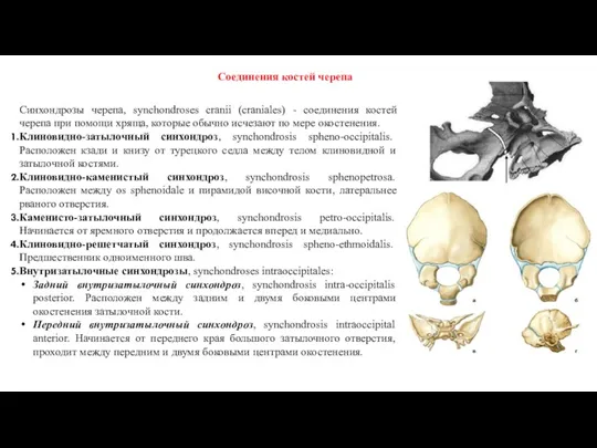 Синхондрозы черепа, synchondroses cranii (craniales) - соединения костей черепа при