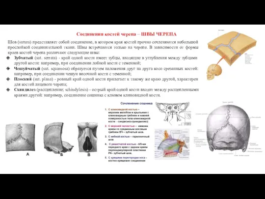 Шов (sutura) представляет собой соединение, в котором края костей прочно сочленяются небольшой прослойкой