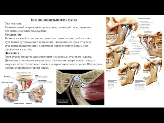 Височно-нижнечелюстной сустав Тип сустава Синовиальный шарнирный сустав, выполняющий также функции плоского (скользящего) сустава.