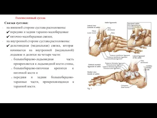 Связки сустава: на внешней стороне сустава расположены: передняя и задняя