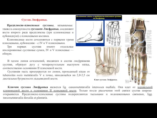 Предплюсне-плюсневые суставы, называемые также в совокупности суставом Лисфранка, соединяют кости второго ряда предплюсны