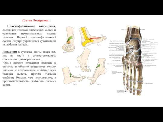 Плюснефаланговые сочленения, соединяют головки плюсневых костей и основания проксимальных фаланг пальцев. Первый плюснефаланговый